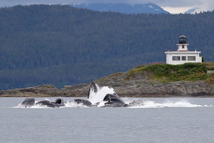 Juneau Whale Watching & Mendenhall Glacier Photo Stop — 3-Hour Tour photo 6