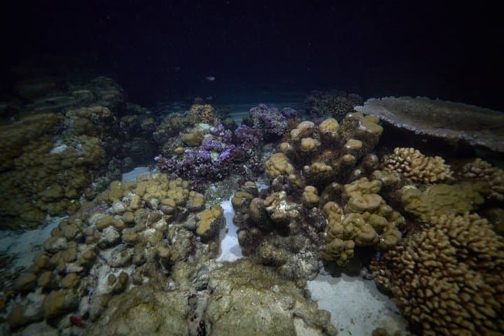 Moorea Night Snorkeling: Swim with the Lagoon After Dark photo 2