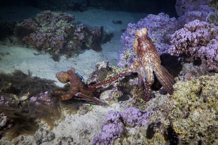 Moorea Night Snorkeling: Swim with the Lagoon After Dark photo 4