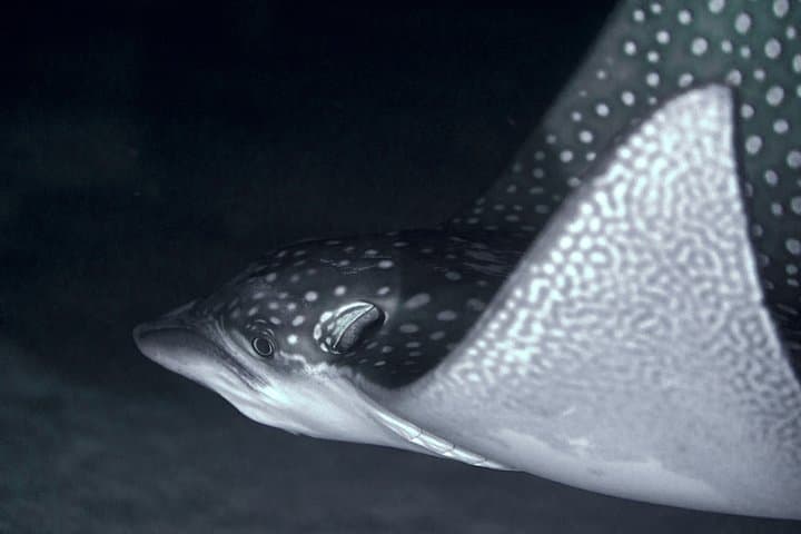 Moorea Night Snorkeling: Swim with the Lagoon After Dark photo 5