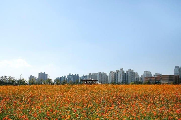 Incheon Full-Day Sunset and Seafood Tour — Wolmido, Murals & Macian Beach Sunset photo 6