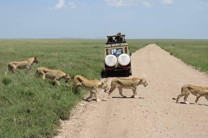5-Day Northern Tanzania Safari: Serengeti, Ngorongoro & Lake Manyara photo 4