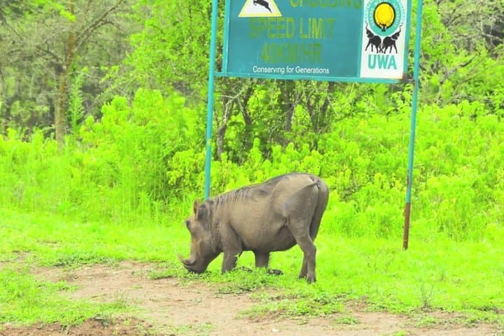 12-Day Wild Adventure: Uganda & Rwanda Gorilla Trek, Nile Source & Akagera Safari