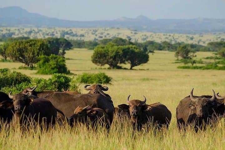 12-Day Wild Adventure: Uganda & Rwanda Gorilla Trek, Nile Source & Akagera Safari photo 2