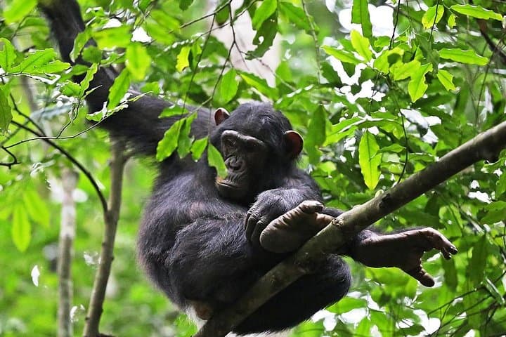 Chimpanzee Trekking in Budongo Forest: A Field Guide from Masindi