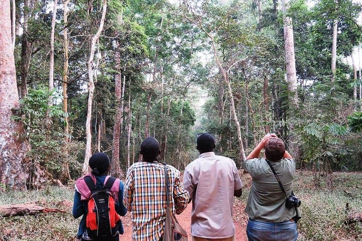 Chimpanzee Trekking in Budongo Forest: A Field Guide from Masindi photo 4