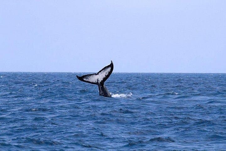 Watamu Coast Escape: 5-Day Marine Park, Sudi Island & Gede Ruins Adventure photo 2