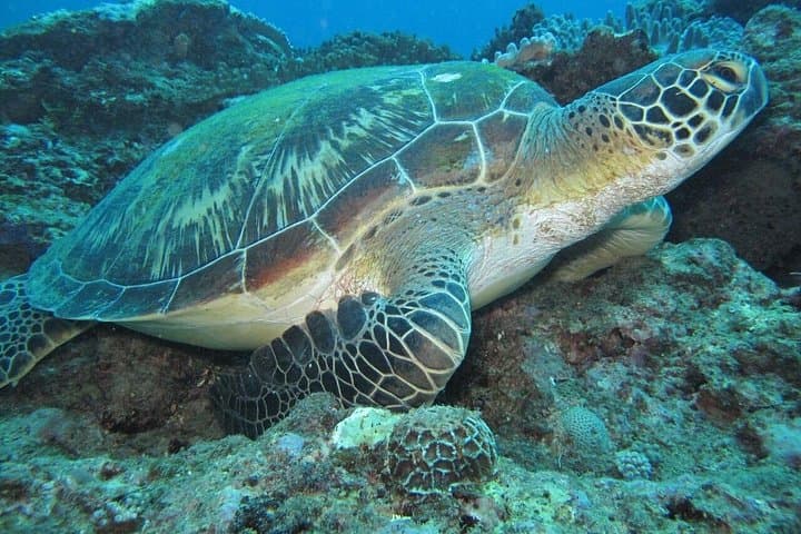 Watamu Coast Escape: 5-Day Marine Park, Sudi Island & Gede Ruins Adventure photo 3