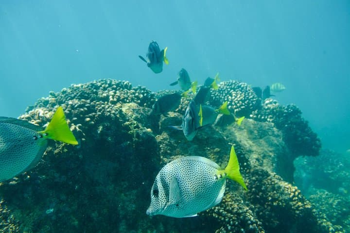 Private Snorkeling in Chileno Bay & Santa Maria Cove - Los Cabos Guided Beach Tour photo 2
