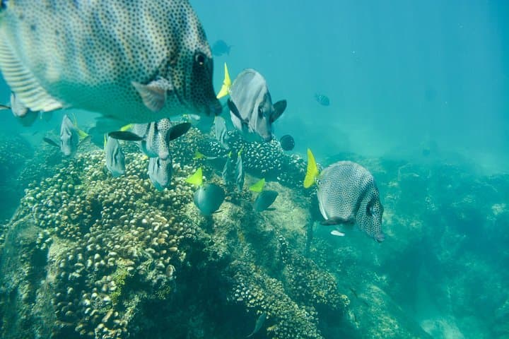 Private Snorkeling in Chileno Bay & Santa Maria Cove - Los Cabos Guided Beach Tour photo 5