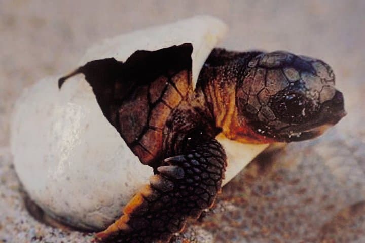 Snorkel with Sea Turtles off São Vicente: Mindelo Boat Trip photo 2