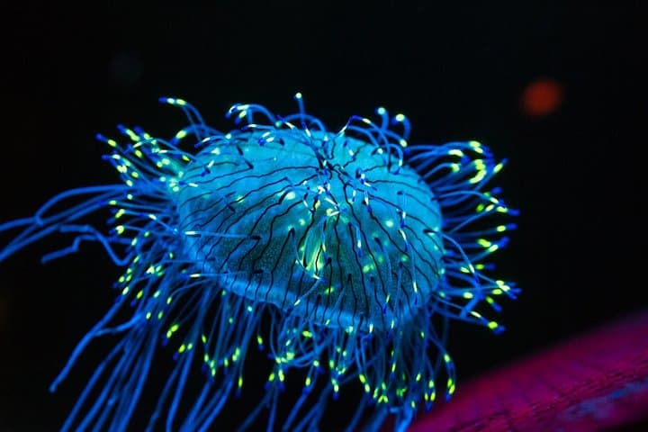 Private Stingray City & BioBay Charter — Grand Cayman Evening Snorkel
