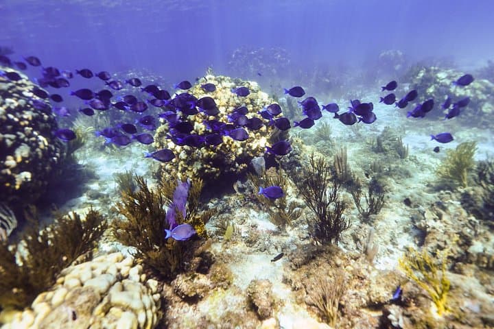 Private Stingray City & BioBay Charter — Grand Cayman Evening Snorkel photo 5