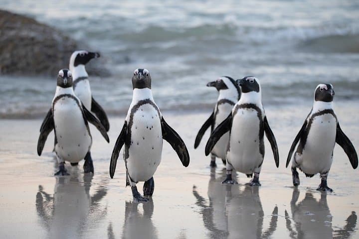 4-Day Cape Town Essentials: Table Mountain, Robben Island & Inverdoorn Big 5 Safari photo 5