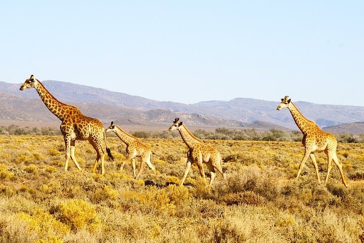 4-Day Cape Town Essentials: Table Mountain, Robben Island & Inverdoorn Big 5 Safari