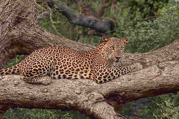 Yala or Udawalawe in a Day: Private Safari from Kalutara photo 6