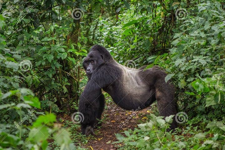 15-Day Uganda Wilderness Safari: Gorillas, Chimps & Shoebill Adventure photo 3