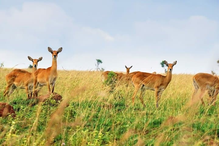 15-Day Uganda Wilderness Safari: Gorillas, Chimps & Shoebill Adventure photo 2