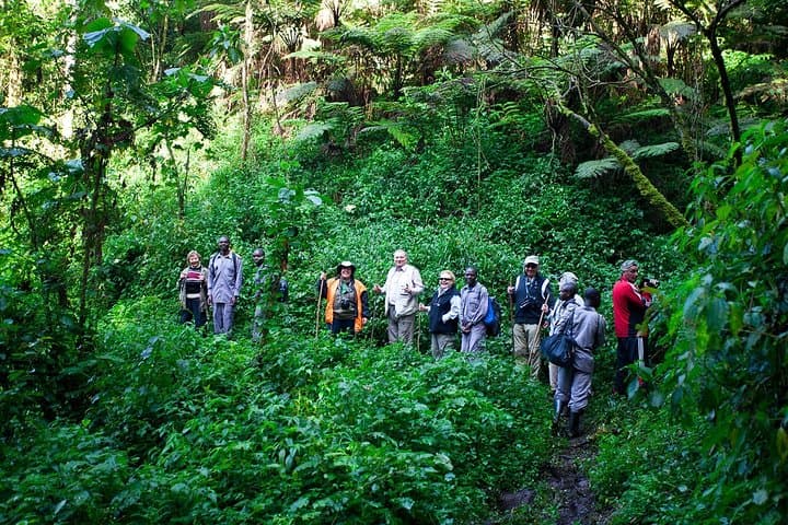 15-Day Uganda Wilderness Safari: Gorillas, Chimps & Shoebill Adventure photo 4