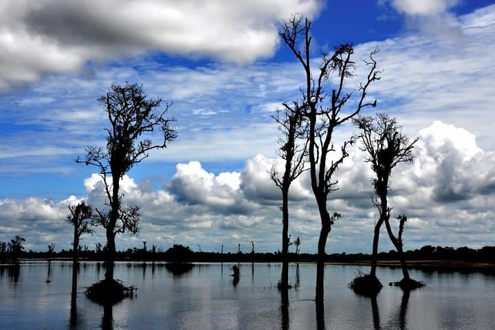 Assam Tea Estates to Majuli: Private Rainforest & River Island Tour from Dibrugarh photo 4