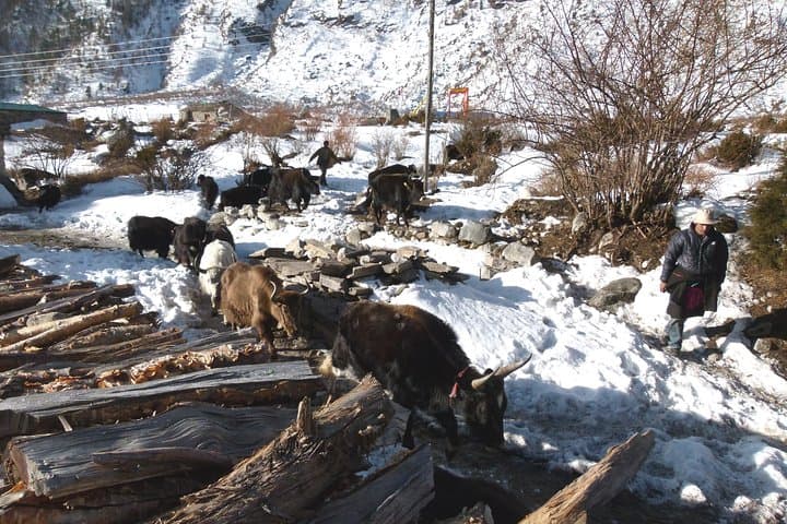 Manaslu Circuit Trek: 17-Night Himalayan Circuit Over Larkya La photo 6