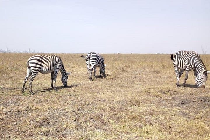 Lake Naivasha Full-Day Boat Tour and Crescent Island Walk photo 2