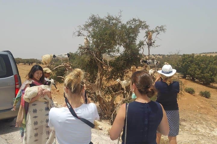 Essaouira Day Trip from Marrakech — Coastal History, Beaches & Fresh Seafood photo 3