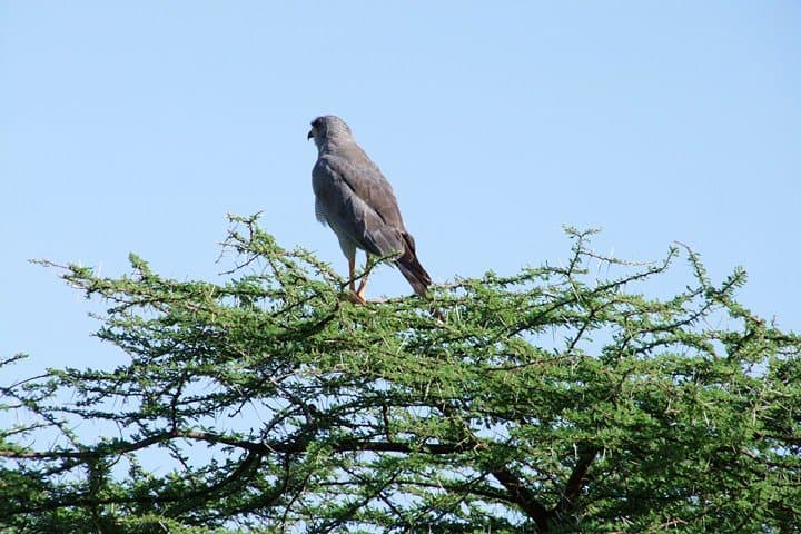 Shimba Hills 1.5-Day Safari — Rainforest, Waterfall & Rare Sable Sighting photo 3