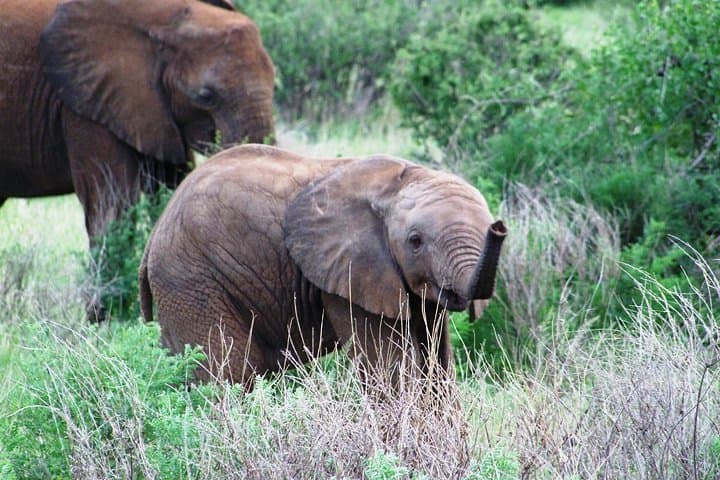 Shimba Hills 1.5-Day Safari — Rainforest, Waterfall & Rare Sable Sighting photo 4