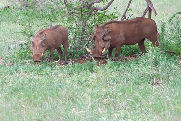 Shimba Hills 1.5-Day Safari — Rainforest, Waterfall & Rare Sable Sighting photo 5