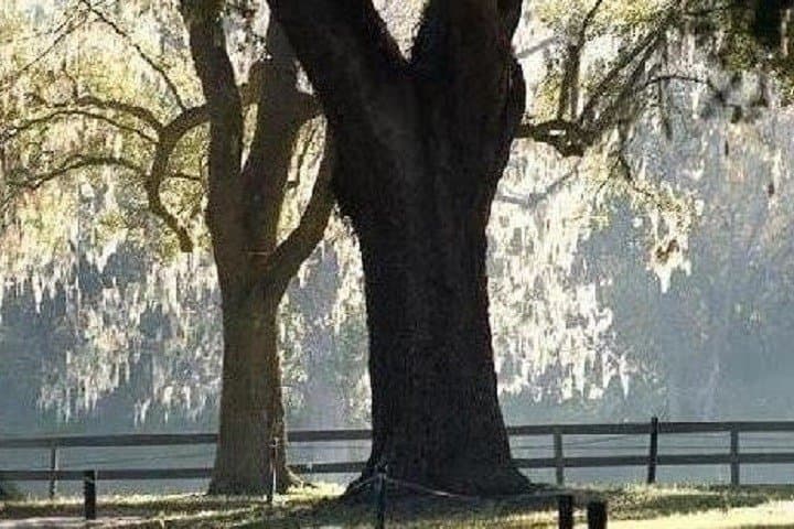 Boone Hall Plantation Tour from Charleston: Guided House, Gardens & Gullah Experience photo 5