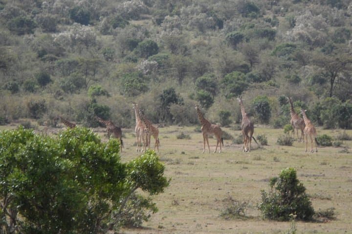 Climb Mt Longonot: Guided Crater-Rim Hike from Nairobi photo 3