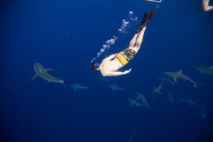 Haleiwa Shark Dive: Educational Research Snorkel with One Ocean Diving photo 3