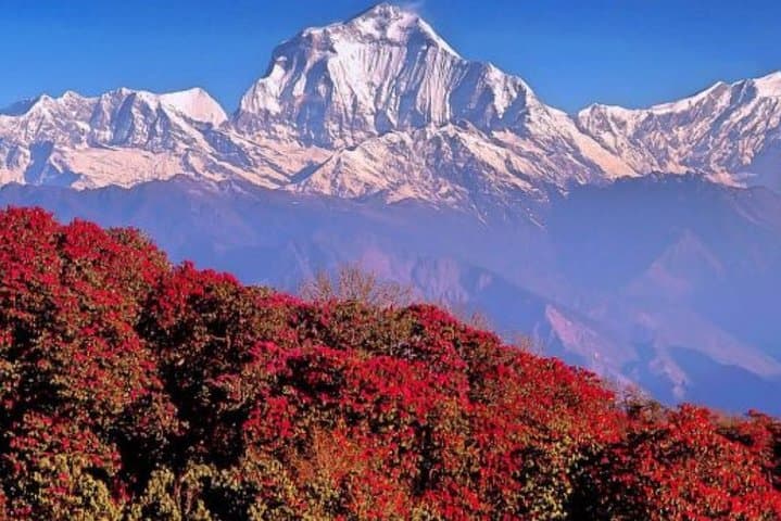 Dawn on Poon Hill: 5-Day Ghorepani & Ghandruk Trek from Pokhara photo 5
