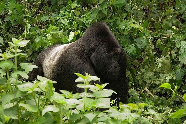 14-Day Uganda Safari: Gorilla Trek, Murchison Falls & Ssese Islands Adventure