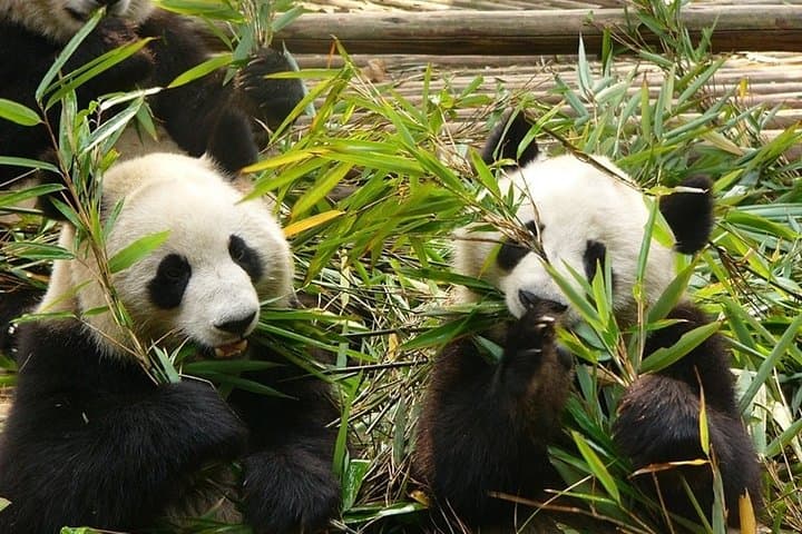 Chengdu Panda Base & Leshan Giant Buddha Private Day Tour Guide