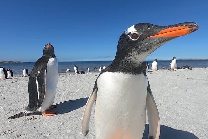 Up-Close Penguin Viewing at Berthas Beach — Stanley Private Tour