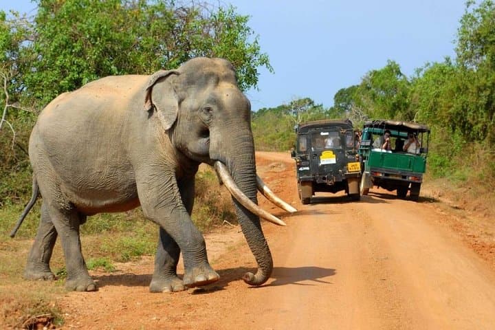 Yala National Park Private Jeep Safari — Leopard & Elephant Wildlife Tour photo 2