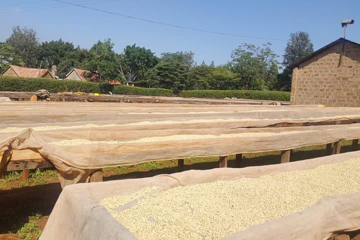 Fairview Coffee Farm Tour near Nairobi — Estate Visit, Tasting & Buying Guide photo 2