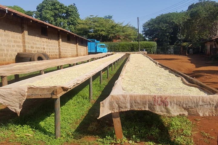 Fairview Coffee Farm Tour near Nairobi — Estate Visit, Tasting & Buying Guide photo 3