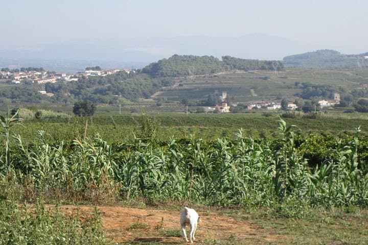 Montserrat Monastery and Penedés Wine & Cava Day Tour from Barcelona photo 6