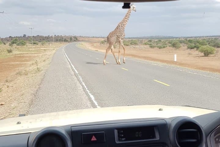 Arusha National Park Half-Day: Wildlife, Craters & Mount Meru Views
