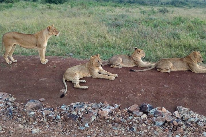 Arusha National Park Half-Day: Wildlife, Craters & Mount Meru Views photo 2
