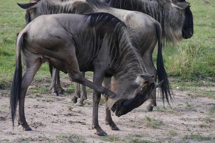 Arusha National Park Half-Day: Wildlife, Craters & Mount Meru Views photo 3