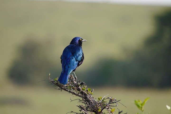 Lake Manyara Day Tour from Arusha — Flamingos, Tree-Climbing Lions & Hippo Ponds photo 2