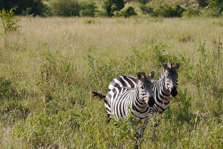 Lake Manyara Day Tour from Arusha — Flamingos, Tree-Climbing Lions & Hippo Ponds photo 3