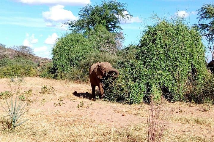 Full-Day Tarangire National Park Safari from Arusha — Elephants, Baobabs & Birds photo 1