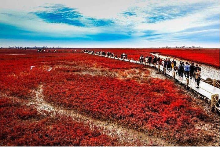 Panjin Red Beach Private Day Tour: Honghai Wetlands & Birdwatching photo 2