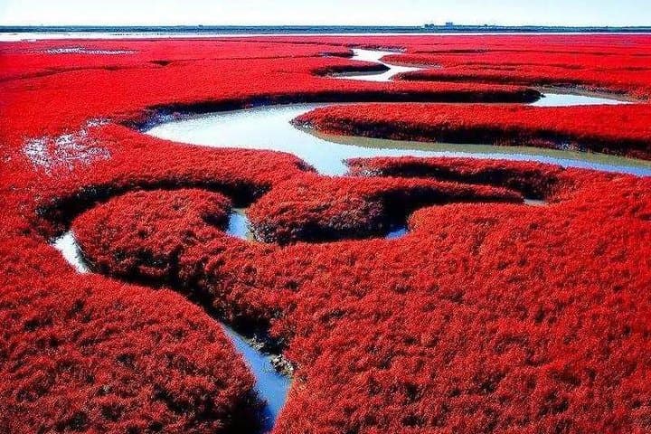 Panjin Red Beach Private Day Tour: Honghai Wetlands & Birdwatching photo 3