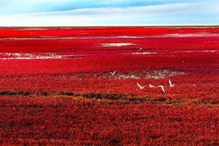 Panjin Red Beach Private Day Tour: Honghai Wetlands & Birdwatching photo 4